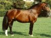 Pferd Estafette (Freiberger, 1986, von Enjoleur)