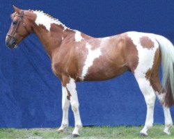 Deckhengst Fétiche de Blagny (Selle Français, 1993, von Nidor Platière)