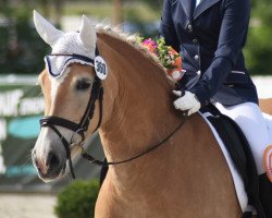 broodmare Bonita (5,47% ox) (Haflinger, 2009, from Santana (8,59% ox))