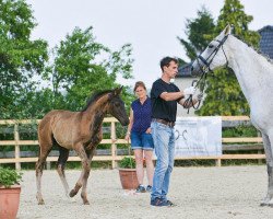 dressage horse Spike (Hanoverian, 2019, from Secret)