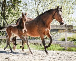 Springpferd Dia Latouro (Hannoveraner, 2019, von Diarado)