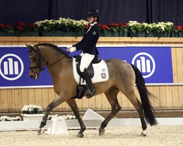 dressage horse Diamond of Lord RB (German Riding Pony, 2008, from Der feine Lord AT)
