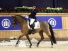 dressage horse Diamond of Lord RB (German Riding Pony, 2008, from Der feine Lord AT)