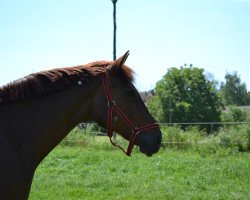 broodmare Addison Red (Westphalian, 2004, from Fürst Piccolo)