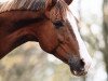 dressage horse Ravello 46 (Hanoverian, 2009, from Retoucheur)