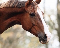 dressage horse Ravello 46 (Hanoverian, 2009, from Retoucheur)