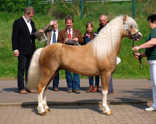 Deckhengst Leybuchts Tomahawk (Welsh Mountain Pony (Sek.A), 2010, von Churchwood Troy)