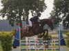 jumper Cito 17 (Hanoverian, 2001, from Carismo II 123 FIN)