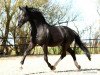 stallion Rotspon (Hanoverian, 1995, from Rubinstein I)