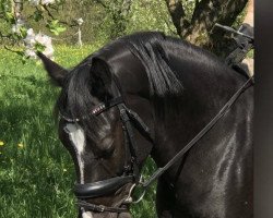 dressage horse A little girls dream (German Riding Pony, 2013, from Alibaba)