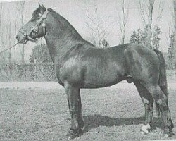 stallion Vagabond (Freiberger, 1961, from Verdict)