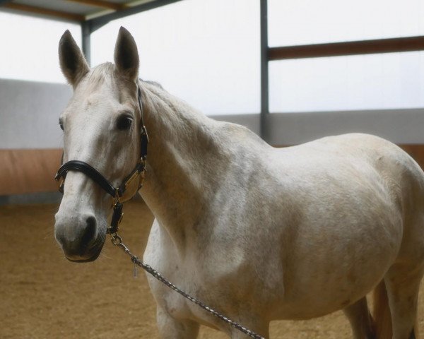 horse Paint it white (Westphalian, 2000, from Popcorn)