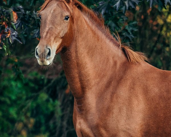 broodmare Jurika (German Sport Horse, 2013, from Casskeni II)