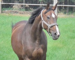 jumper Loretta 223 (German Sport Horse, 2004, from Loreto)