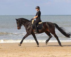 Dressurpferd Palmnicken - Go (Trakehner, 2010, von Karl Lagerfeld)