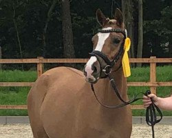 broodmare Ramina (German Riding Pony, 2016, from Kastanienhof Cockney Cracker)