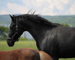 Pferd Holly 70 (Kleines deutsches Reitpferd, 1998, von Rendezvous)