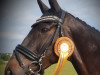 dressage horse Dario 172 (Swedish Warmblood, 2008, from Dayano)