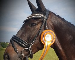 dressage horse Dario 172 (Swedish Warmblood, 2008, from Dayano)