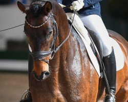 dressage horse Sogno L (Hanoverian, 2014, from Spörcken)