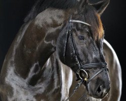 dressage horse Desperado 192 (German Sport Horse, 2004, from Don Pikado)