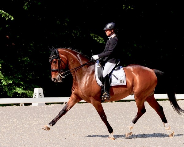 dressage horse D'Artangnan (Hanoverian, 2004, from Don Bosco)