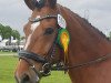 jumper Holsteins Silvana (German Riding Pony, 2005, from Fs Disagio)