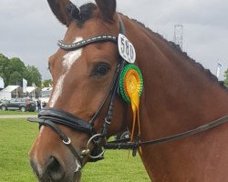 jumper Holsteins Silvana (German Riding Pony, 2005, from Fs Disagio)