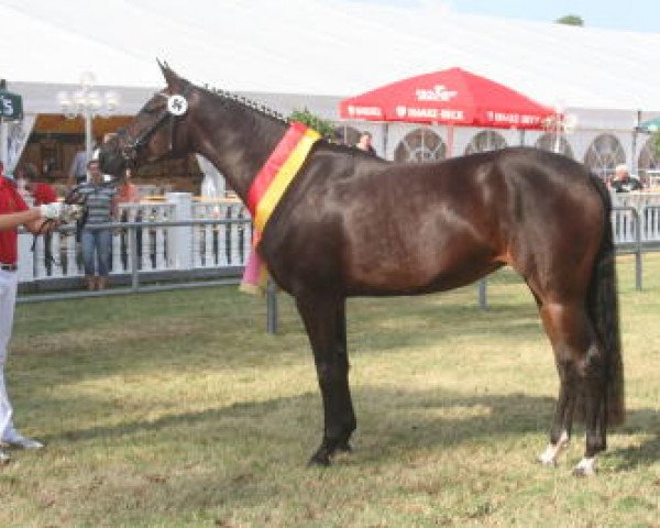 broodmare Sophia (German Riding Pony, 2006, from Champus K)