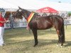 broodmare Sophia (German Riding Pony, 2006, from Champus K)