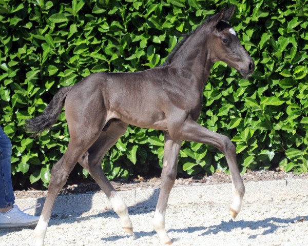 dressage horse Fürst Leopold 13 (Westphalian, 2019, from Fürst Samarant)