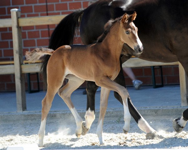 dressage horse Stute von Symphonic (Westphalian, 2019, from Symphonic)