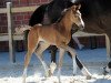 dressage horse Stute von Symphonic (Westphalian, 2019, from Symphonic)