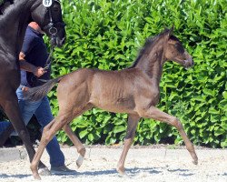 dressage horse Hengst von Diamond Deluxe (Westphalian, 2019, from Diamond Deluxe 3)