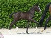 dressage horse Danza Maria (Westphalian, 2019, from Diamond Deluxe)