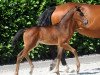 dressage horse Donna Merida H (Westphalian, 2019, from Don Indigo)