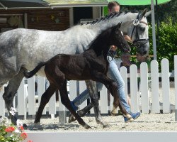 dressage horse Volker P (Westphalian, 2019, from Valerius Ymas)