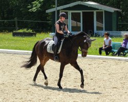 broodmare Fräulein Tikki (Oldenburg, 2010, from Fürst Romancier)