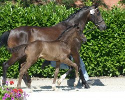 dressage horse Daily Diamond 12 (Westphalian, 2019, from Diamond Deluxe)