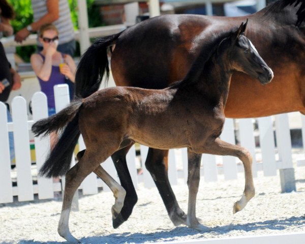 dressage horse Stute von Diamond Deluxe (Westphalian, 2019, from Diamond Deluxe 3)