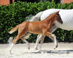 dressage horse Hengst von Diamond Deluxe (Westphalian, 2019, from Diamond Deluxe 3)