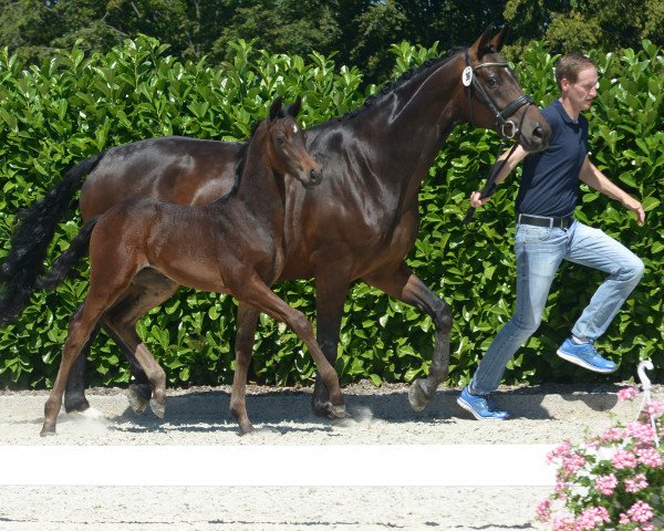 dressage horse Hengst von Don Indigo (Westphalian, 2019, from Don Indigo)