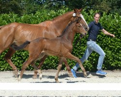 dressage horse Stute von Rock Deluxe (Westphalian, 2019, from Rock Deluxe NRW)