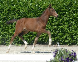 dressage horse Stute von Diamond Deluxe (Westphalian, 2019, from Diamond Deluxe 3)