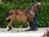 dressage horse Stute von Baccardi (Westphalian, 2019, from Baccardi)