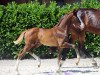 dressage horse Hengst von Diamond Deluxe (Westphalian, 2019, from Diamond Deluxe 3)