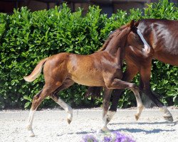 dressage horse Hengst von Diamond Deluxe (Westphalian, 2019, from Diamond Deluxe 3)