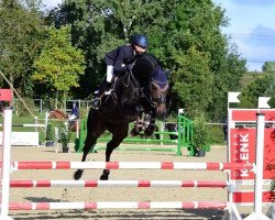 dressage horse Frederico (Oldenburg, 2012, from Fürstenball)