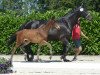 dressage horse Diamond Prince 5 (Westphalian, 2019, from Diamond Deluxe 3)