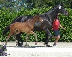 dressage horse Diamond Prince 5 (Westphalian, 2019, from Diamond Deluxe 3)